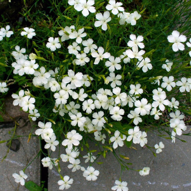 Dianthus deltoides ‘Albus’ - Mezei szegfű