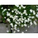 Dianthus deltoides ‘Albus’ - Mezei szegfű
