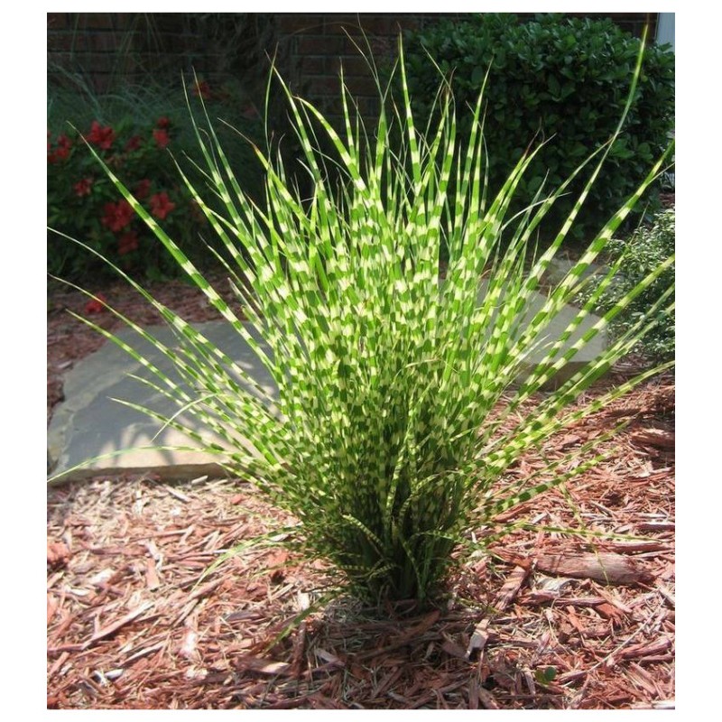 Miscanthus sinensis 'Strictus Dwarf' - Molnárpántlika