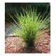 Miscanthus sinensis 'Strictus Dwarf' - Molnárpántlika