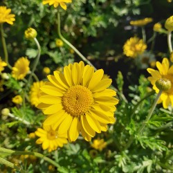Anthernis hybrida Dwarf Form - Hibrid Pipitér