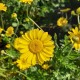 Anthernis hybrida Dwarf Form - Hibrid Pipitér