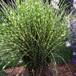 Miscanthus sinensis 'Strictus Dwarf' - Molnárpántlika