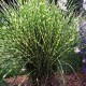 Miscanthus sinensis 'Strictus Dwarf' - Molnárpántlika