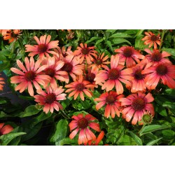 Echinacea ‘Julia’  - Kásvirag