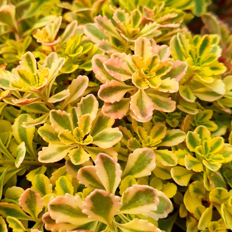 Sedum kamtschaticum ‘The Edge’ - Tarka levelű kamcsatkai varjúháj