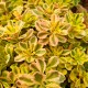 Sedum kamtschaticum ‘The Edge’ - Tarka levelű kamcsatkai varjúháj