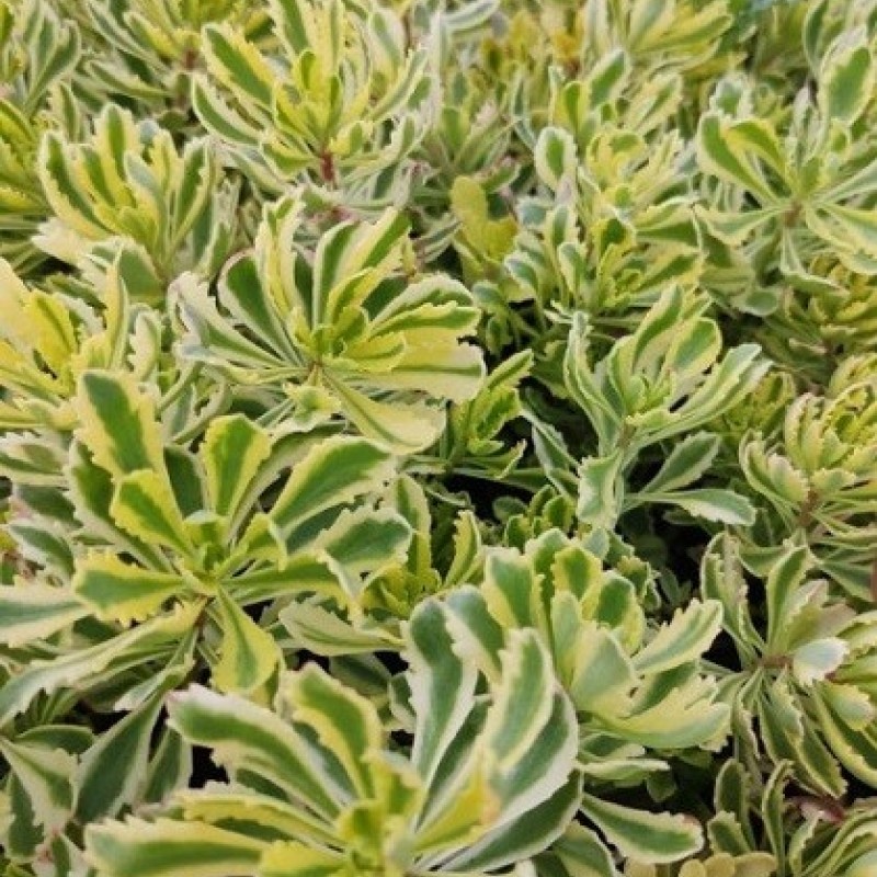 Sedum kamtschaticum ‘The Edge’ - Tarka levelű kamcsatkai varjúháj