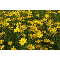 Coreopsis ‘El Dorado’ - Menyecskeszem