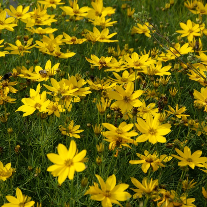 Coreopsis ‘El Dorado’ - Menyecskeszem