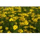 Coreopsis ‘El Dorado’ - Menyecskeszem