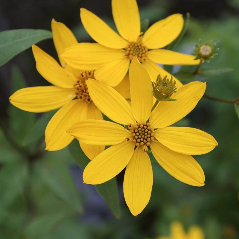 Coreopsis ‘El Dorado’ - Menyecskeszem
