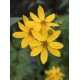 Coreopsis ‘El Dorado’ - Menyecskeszem