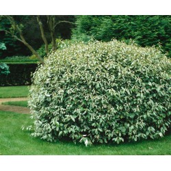 Elaeagnus ebbingei 'Compactum' – Széleslevelű ezüstfa