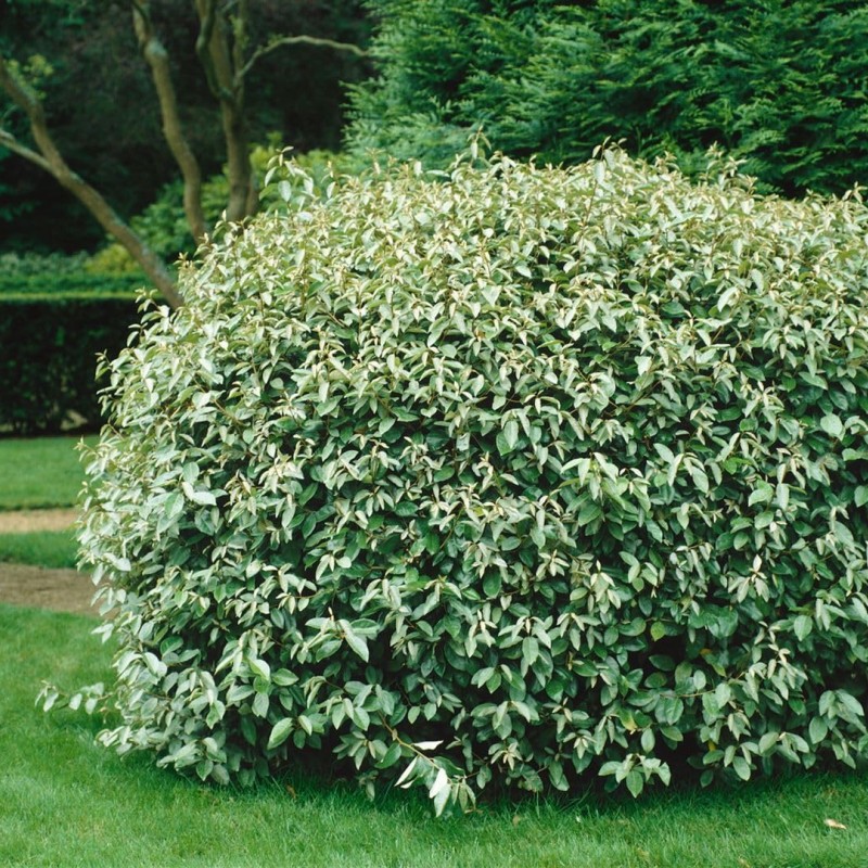 Elaeagnus ebbingei 'Compactum' – Széleslevelű ezüstfa