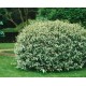 Elaeagnus ebbingei 'Compactum' – Széleslevelű ezüstfa
