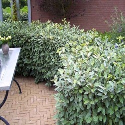 Elaeagnus ebbingei 'Compactum' – Széleslevelű ezüstfa