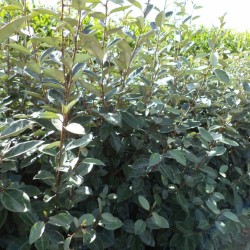 Elaeagnus ebbingei 'Compactum' – Széleslevelű ezüstfa