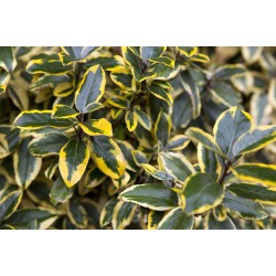 Elaeagnus ebbingei 'Gilt Edge' - Sárga-tarka levelű ezüstfa
