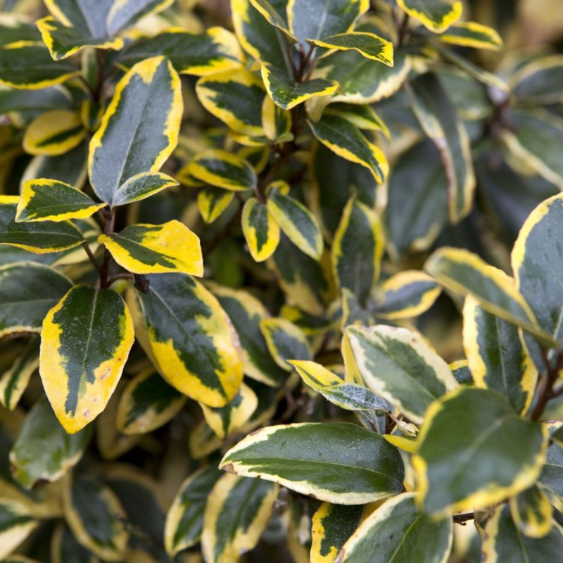 Elaeagnus ebbingei 'Gilt Edge' - Sárga-tarka levelű ezüstfa