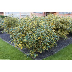 Elaeagnus ebbingei 'Gilt Edge' - Sárga-tarka levelű ezüstfa