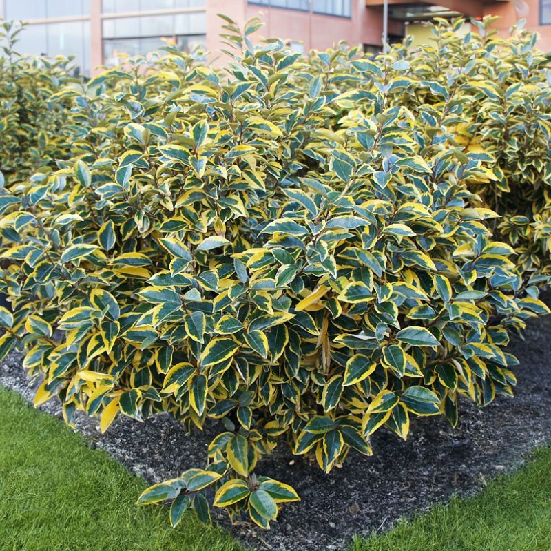 Elaeagnus ebbingei 'Gilt Edge' - Sárga-tarka levelű ezüstfa