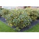 Elaeagnus ebbingei 'Gilt Edge' - Sárga-tarka levelű ezüstfa