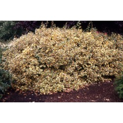Elaeagnus ebbingei 'Gilt Edge' - Sárga-tarka levelű ezüstfa