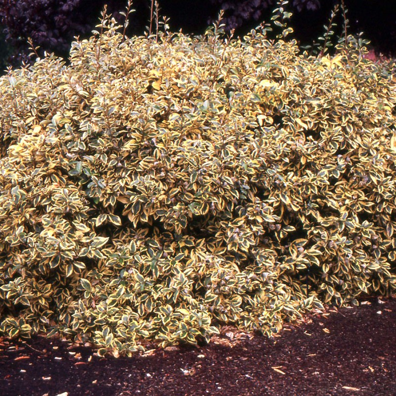 Elaeagnus ebbingei 'Gilt Edge' - Sárga-tarka levelű ezüstfa