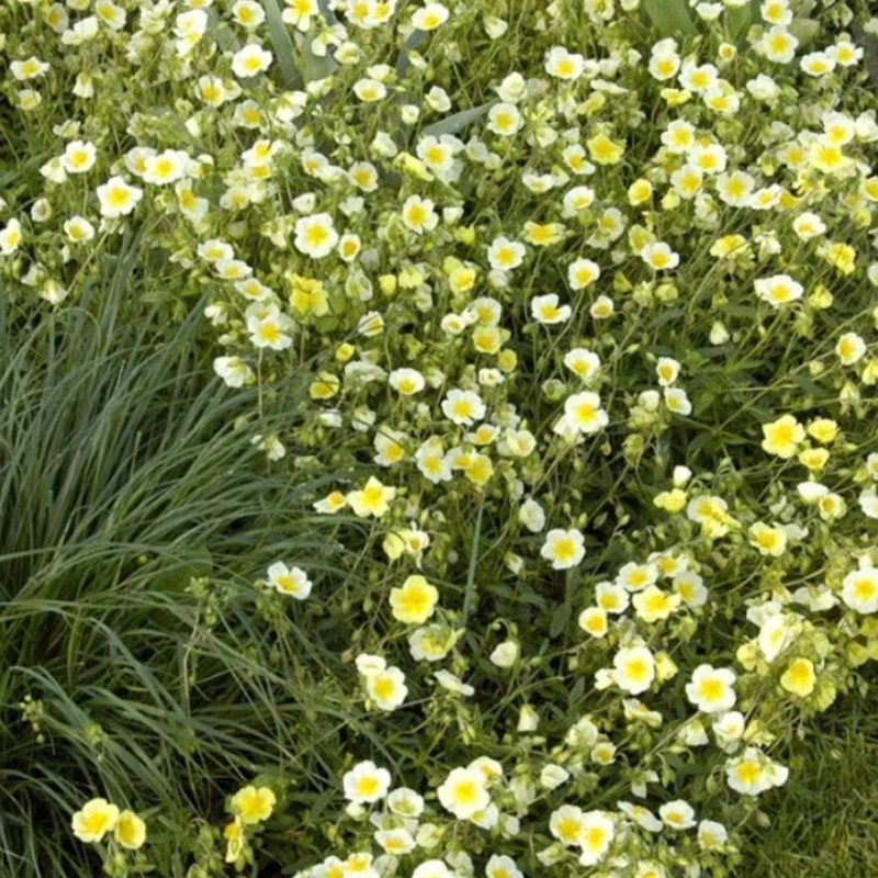 Helianthemum ‘Elfenbeinglanz’ - Napvirág