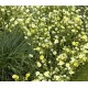 Helianthemum ‘Elfenbeinglanz’ - Napvirág