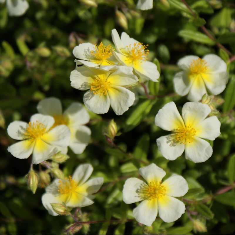 Helianthemum ‘Elfenbeinglanz’ - Napvirág
