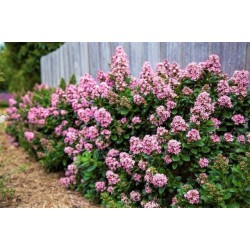 Escallonia 'Apple Blossom'