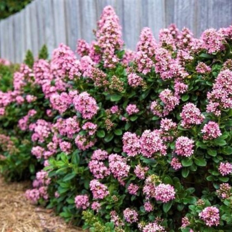 Escallonia 'Apple Blossom'