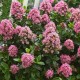 Escallonia 'Apple Blossom'