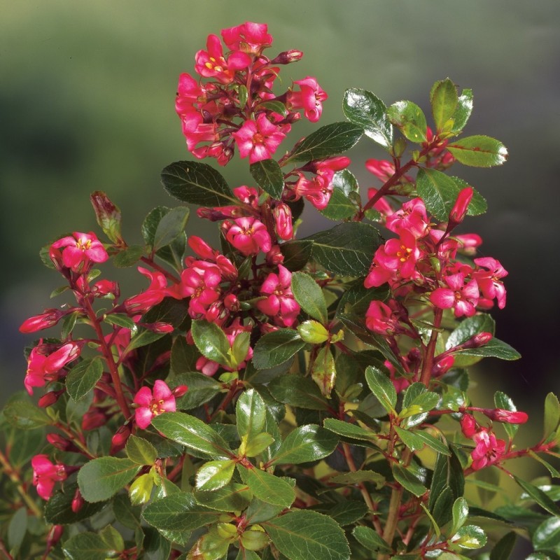 Escallonia 'Red Dream' - Sötétrózsaszín virágú kőtörőcserje