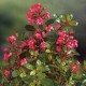 Escallonia 'Red Dream' - Sötétrózsaszín virágú kőtörőcserje
