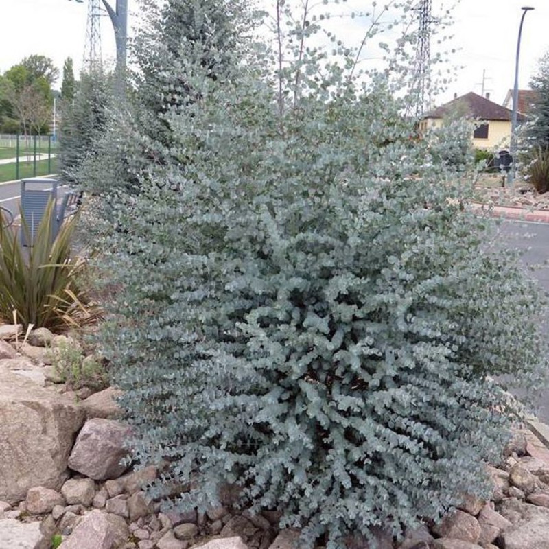 Eucalyptus gunnii ‘Azura’