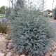 Eucalyptus gunnii ‘Azura’