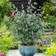 Eucalyptus gunnii ‘Azura’