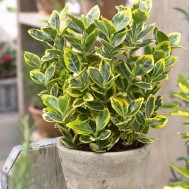 Euonymus japonicus ‘Aureomarginatus’ - Aranytarka jappan kecskerágó