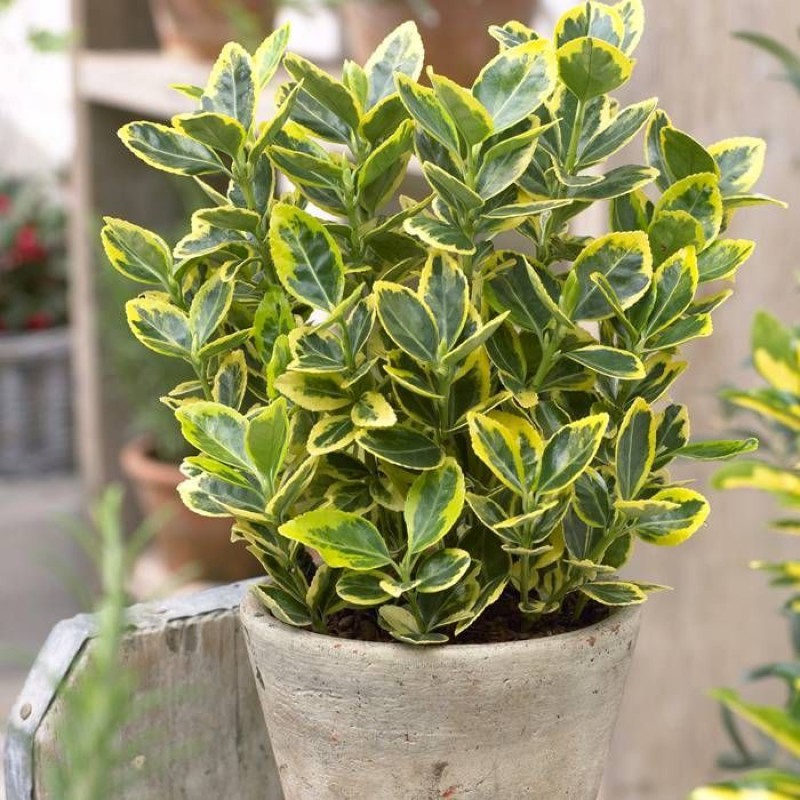 Euonymus japonicus ‘Aureomarginatus’ - Aranytarka jappan kecskerágó