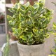 Euonymus japonicus ‘Aureomarginatus’ - Aranytarka jappan kecskerágó