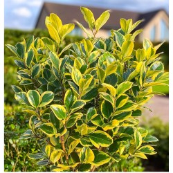 Euonymus japonicus ‘Aureomarginatus’ - Aranytarka jappan kecskerágó