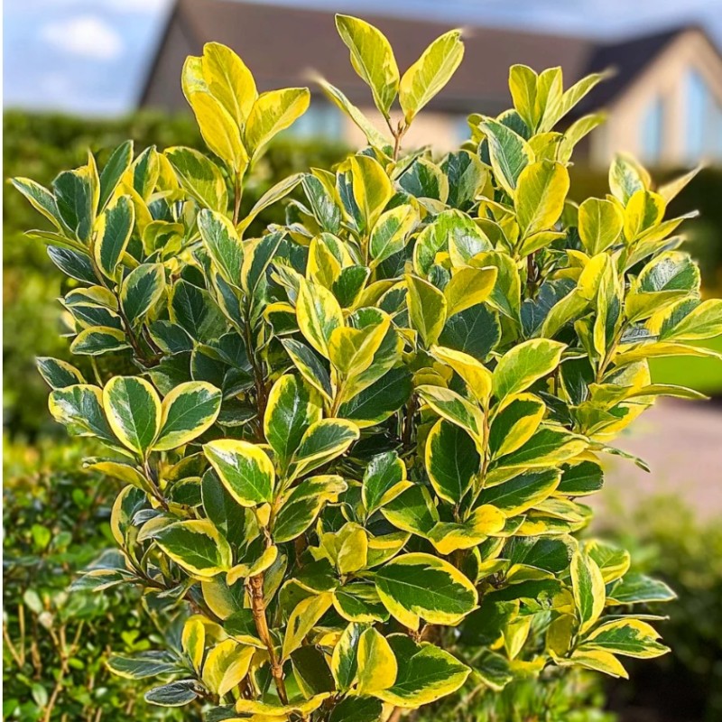 Euonymus japonicus ‘Aureomarginatus’ - Aranytarka jappan kecskerágó