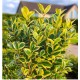 Euonymus japonicus ‘Aureomarginatus’ - Aranytarka jappan kecskerágó