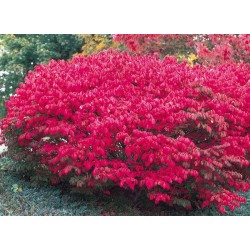 Euonymus europeus 'Red Cascade' – Csíkos kecskerágó