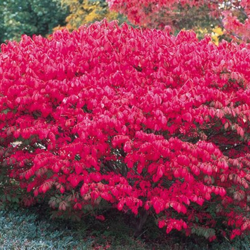 Euonymus europeus 'Red Cascade' – Csíkos kecskerágó