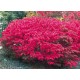 Euonymus europeus 'Red Cascade' – Csíkos kecskerágó