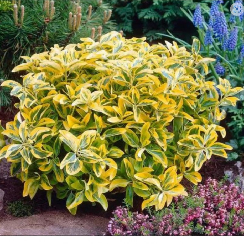 Euonymus japonicus 'Ovatus Aureus' – Aranytarka japán kecskerágó